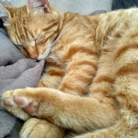 Tekir Kedi, Kedi  Havuç fotoğrafı