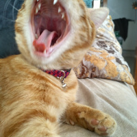 Tekir Kedi, Kedi  Havuç fotoğrafı