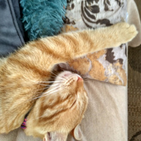 Tekir Kedi, Kedi  Havuç fotoğrafı