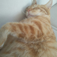 Tekir Kedi, Kedi  Havuç fotoğrafı