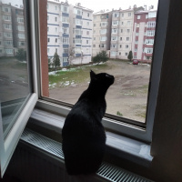 Tekir Kedi, Kedi  Luna fotoğrafı