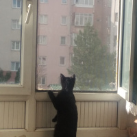 Tekir Kedi, Kedi  Luna fotoğrafı