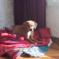 Beagle, Köpek  Rocky fotoğrafı