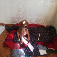 Beagle, Köpek  Rocky fotoğrafı