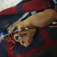 Beagle, Köpek  Rocky fotoğrafı