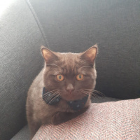 British Shorthair, Kedi  BADEM fotoğrafı