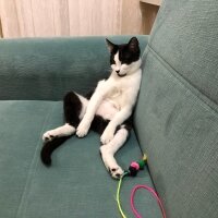 Tuxedo (Smokin) Kedi, Kedi  Matilda fotoğrafı