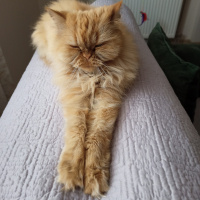 Chinchilla, Kedi  LUCY fotoğrafı