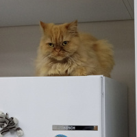 Chinchilla, Kedi  LUCY fotoğrafı