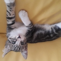 Tekir Kedi, Kedi  Boyoz fotoğrafı