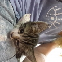 Tekir Kedi, Kedi  Boyoz fotoğrafı