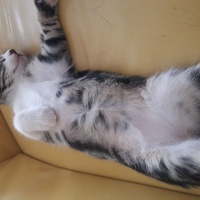 Tekir Kedi, Kedi  Boyoz fotoğrafı