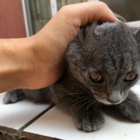 Bengal, Kedi  Oscar fotoğrafı