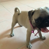 Pug, Köpek  Mia  fotoğrafı