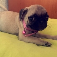 Pug, Köpek  Mia  fotoğrafı