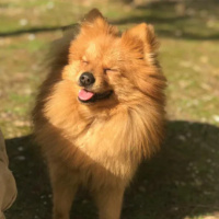 Pomeranyalı, Köpek  maya fotoğrafı