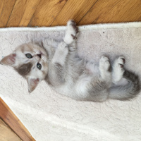 British Shorthair, Kedi  Hermonie fotoğrafı