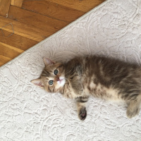 British Shorthair, Kedi  Hermonie fotoğrafı