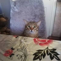 Tekir Kedi, Kedi  Cücü fotoğrafı