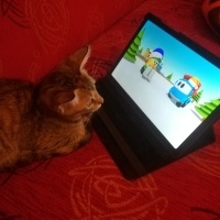 Tekir Kedi, Kedi  Cücü fotoğrafı