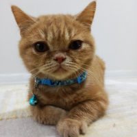 Scottish Fold, Kedi  Mıncır fotoğrafı