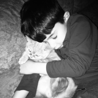 Scottish Fold, Kedi  Mıncır fotoğrafı