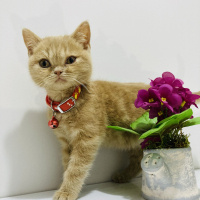 Scottish Fold, Kedi  Mıncır fotoğrafı