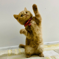 Scottish Fold, Kedi  Mıncır fotoğrafı