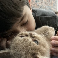 Scottish Fold, Kedi  Mıncır fotoğrafı