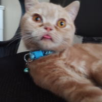 Scottish Fold, Kedi  Mıncır fotoğrafı