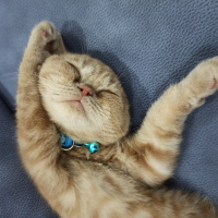 Scottish Fold, Kedi  Mıncır fotoğrafı