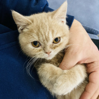 Scottish Fold, Kedi  Mıncır fotoğrafı