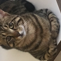 Tekir Kedi, Kedi  Abuzer fotoğrafı