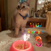 Chinchilla, Kedi  Duman fotoğrafı