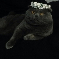 Scottish Fold, Kedi  Mıroskhovski fotoğrafı