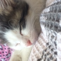 Tekir Kedi, Kedi  Kontes fotoğrafı