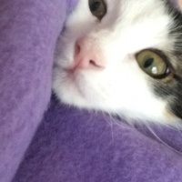 Tekir Kedi, Kedi  Kontes fotoğrafı