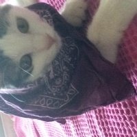Tekir Kedi, Kedi  Kontes fotoğrafı