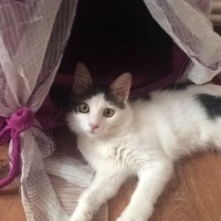 Tekir Kedi, Kedi  Kontes fotoğrafı