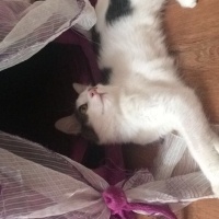 Tekir Kedi, Kedi  Kontes fotoğrafı
