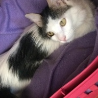 Tekir Kedi, Kedi  Kontes fotoğrafı