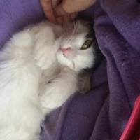 Tekir Kedi, Kedi  Kontes fotoğrafı