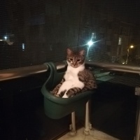 Tekir Kedi, Kedi  Gezo fotoğrafı