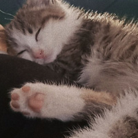 Tekir Kedi, Kedi  Karamel fotoğrafı