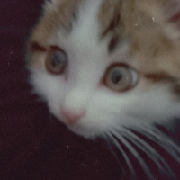 Tekir Kedi, Kedi  Karamel fotoğrafı