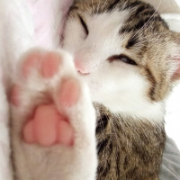 Tekir Kedi, Kedi  Karamel fotoğrafı