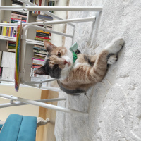 Tekir Kedi, Kedi  Mia fotoğrafı