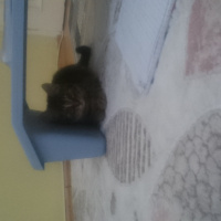 Tekir Kedi, Kedi  Maya fotoğrafı