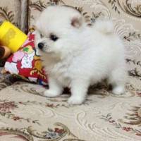 Pomeranyalı, Köpek  toto fotoğrafı