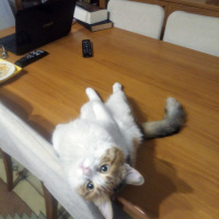 Tekir Kedi, Kedi  Zilli fotoğrafı